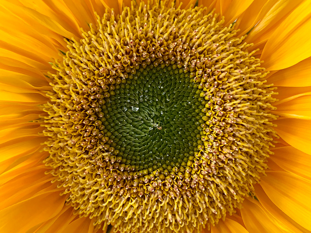 Zonnebloemen: een stralende ode aan de zomer